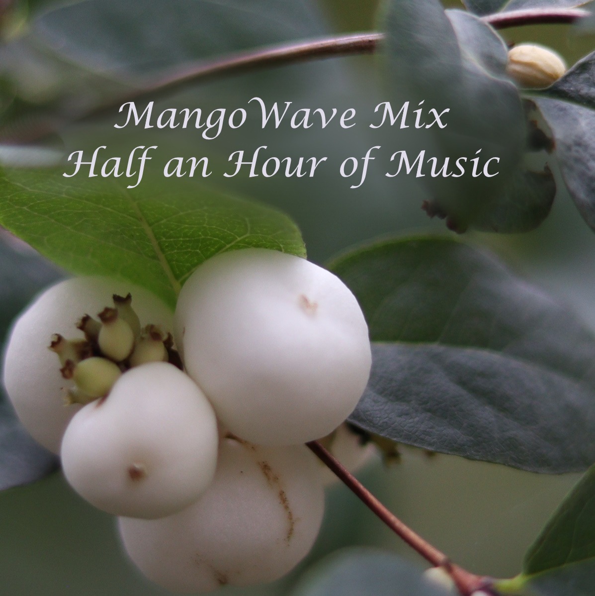 MangoWave Mix #006