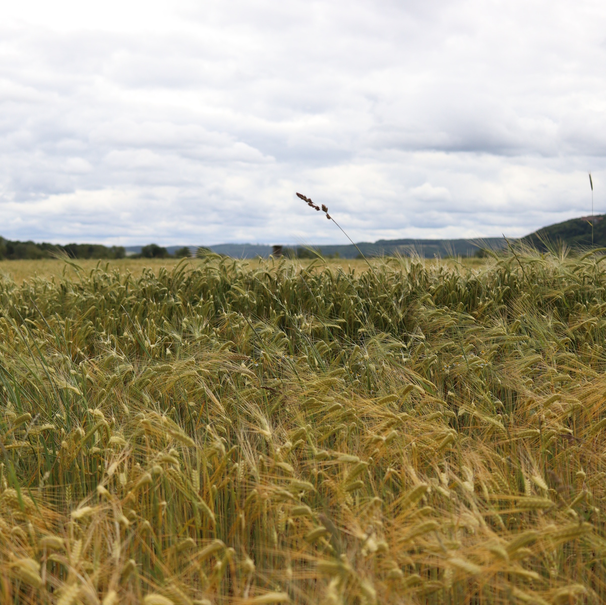 Photo of the Week