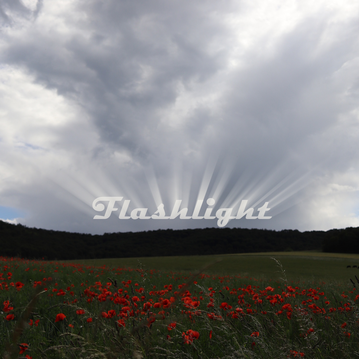 Flashlight #055